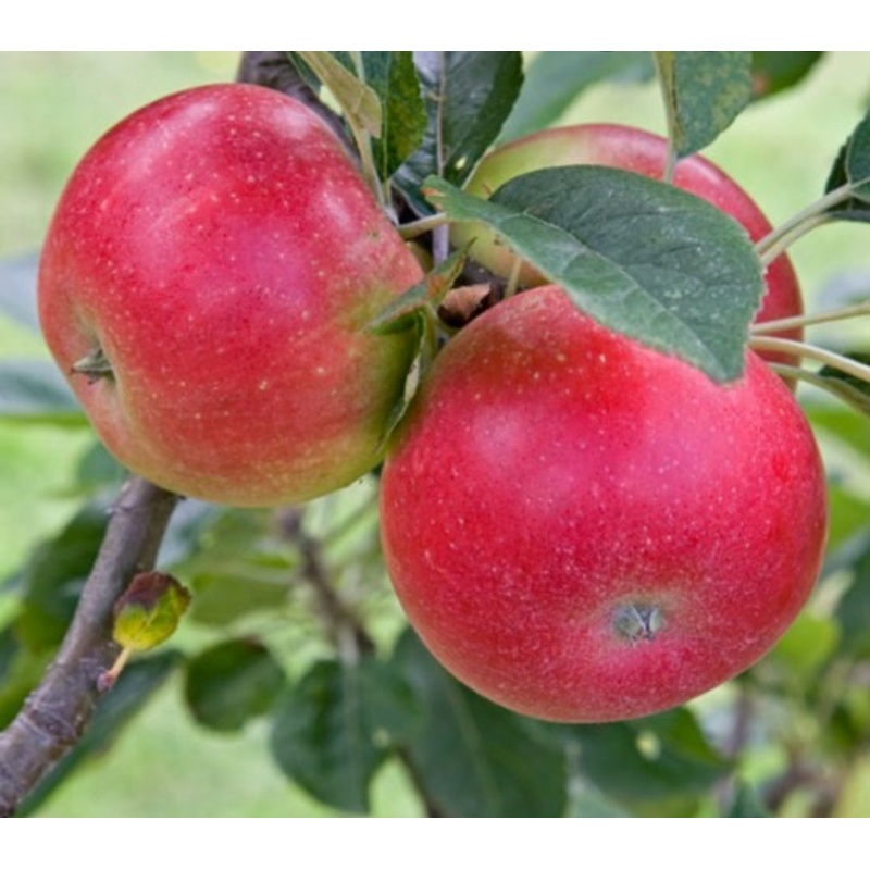 Apple Discovery Tree – 10 Litre Pot