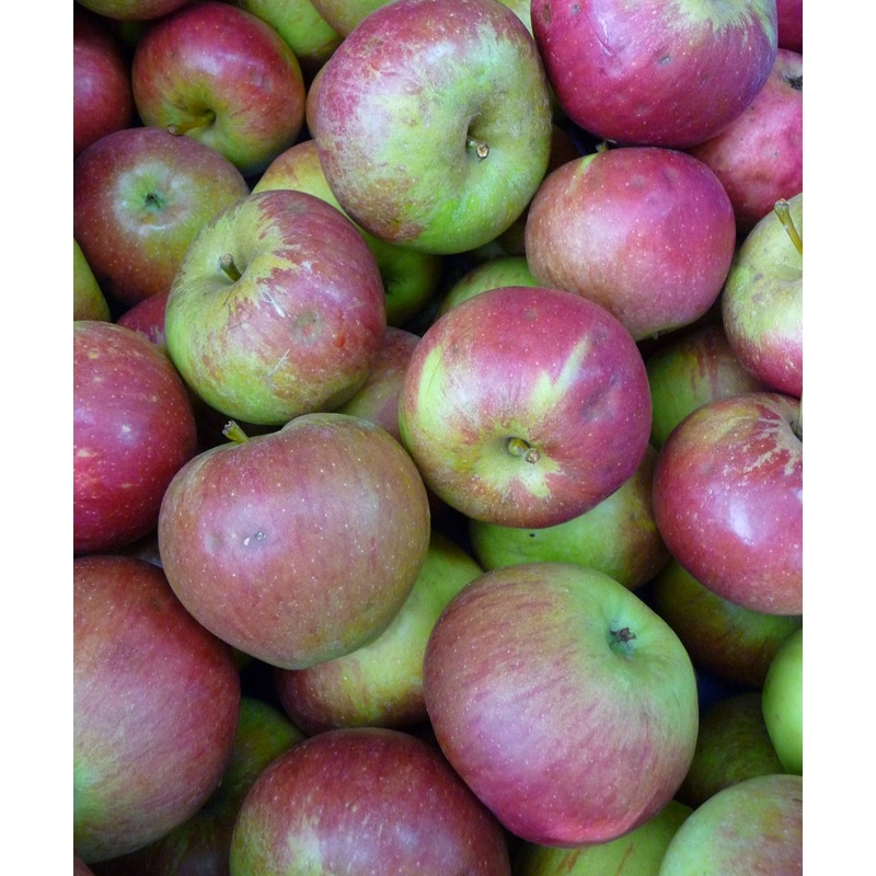 Apple Fiesta Tree – 10 Litre Pot