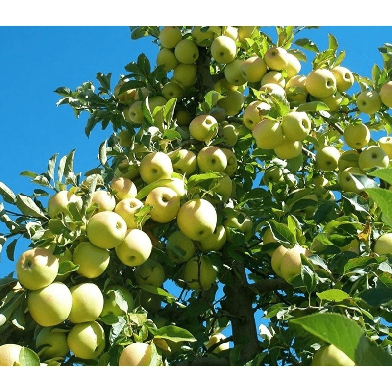 Apple Golden Delicious Tree – 10 Litre Pot