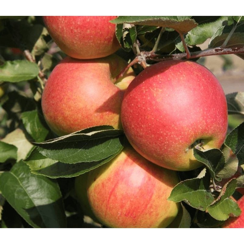 Apple Jonagold Tree – 10 Litre Pot