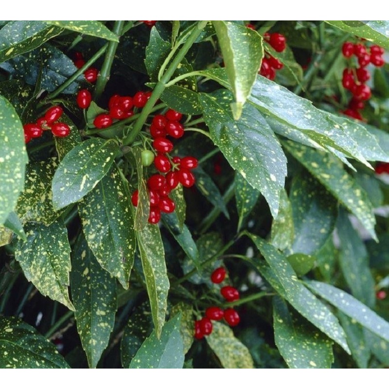 Aucuba Variegata – 2 Litre Pot