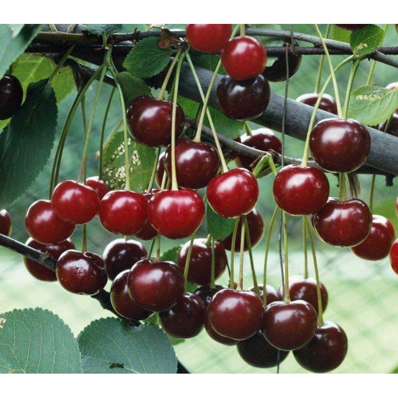 Cherry Morello Tree – 10 Litre Pot
