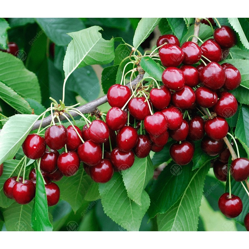 Cherry Stella Tree – 10 Litre Pot