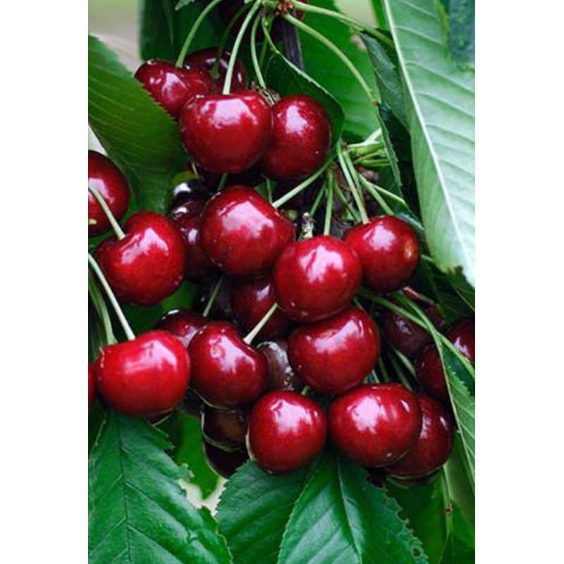 Cherry Sunburst Tree – 10 Litre Pot