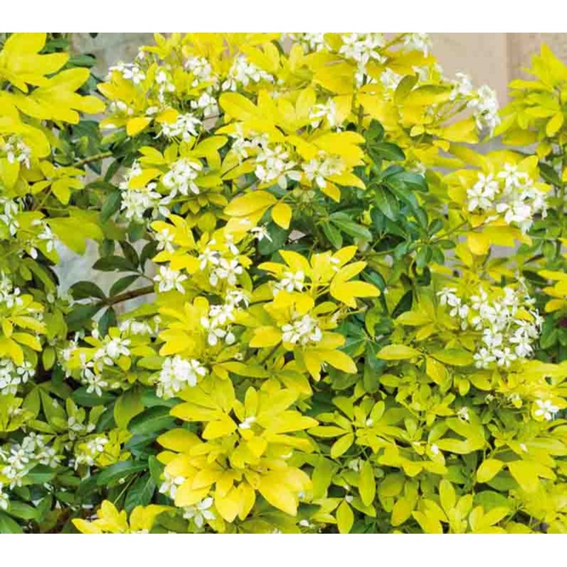 Choisya Ternata Sundance – 2 Litre Pot