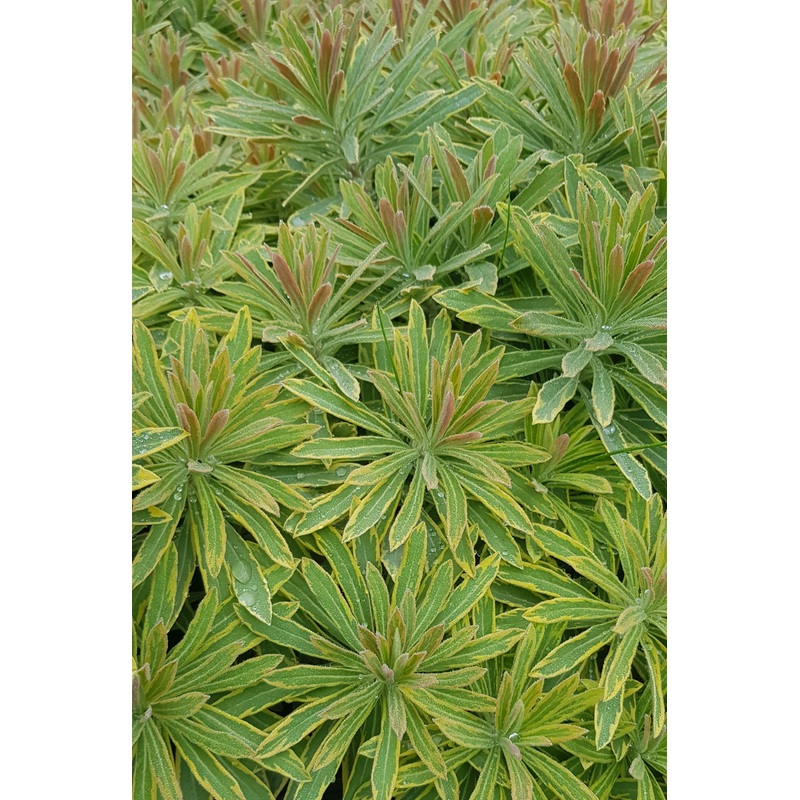 Euphorbia Ascot Rainbow – 2 Litre Pot