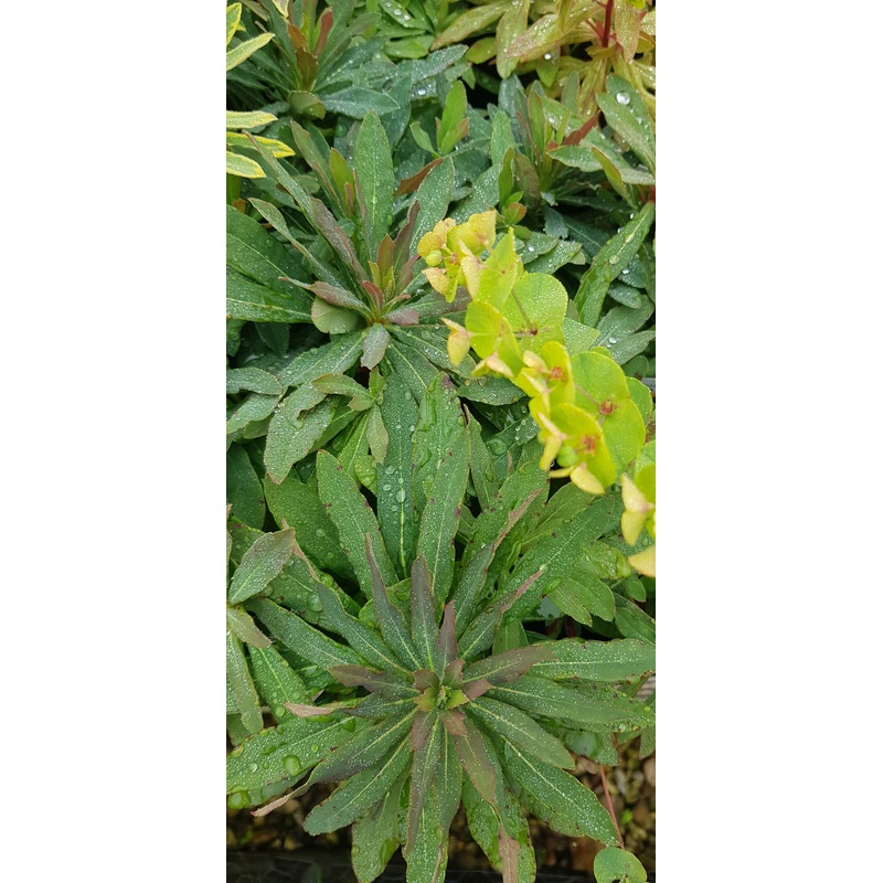 Euphorbia Purpurea – 2 Litre Plant