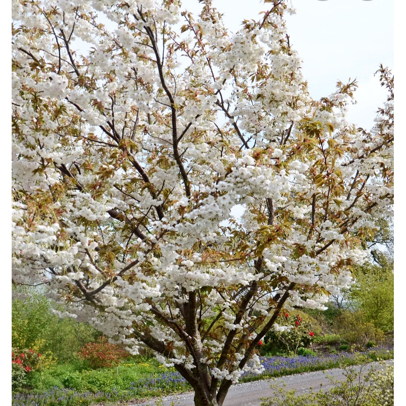 Flowering Cherry Tree – Prunus Fragrant Cloud – 10 Litre Pot
