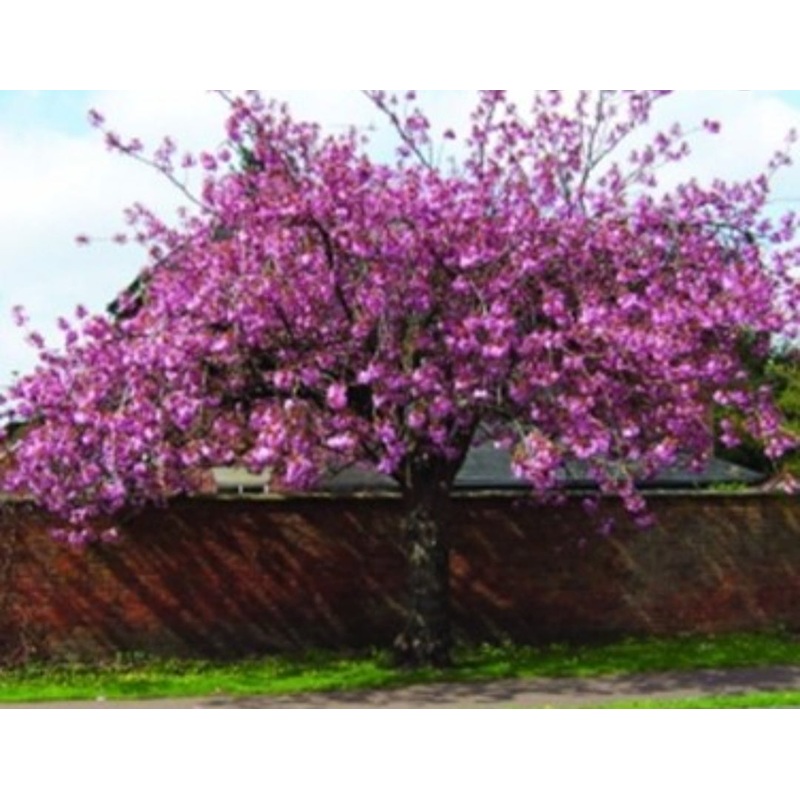 Flowering Cherry Tree – Prunus Kanzan – 10 Litre Pot