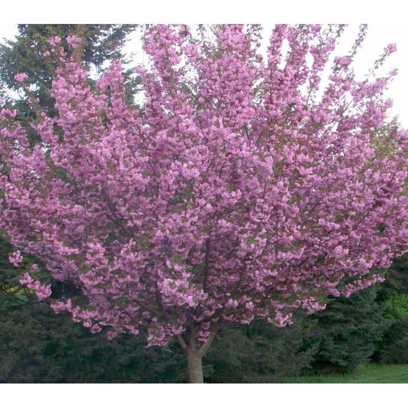Flowering Cherry Tree – Prunus Royal Burgundy – 10 Litre Pot