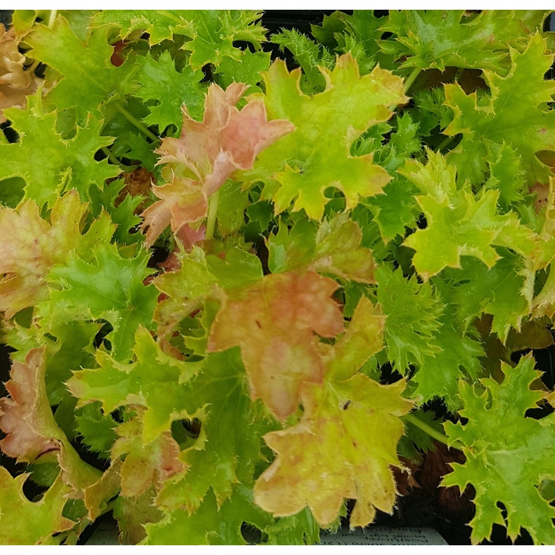 Heuchera Apple Crisp – 2 Litre Plant