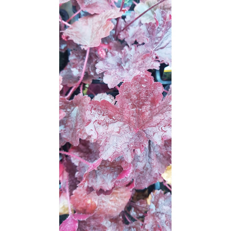 Heuchera Bella Notte – 2 Litre Plant