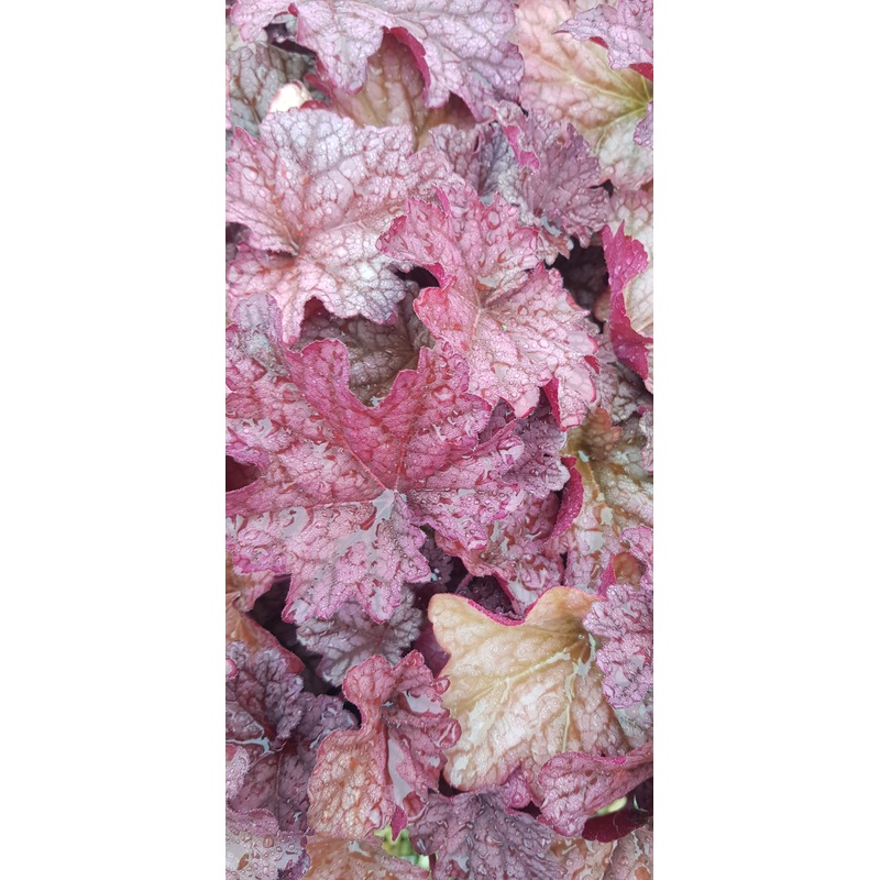 Heuchera Berry Smoothie – 2 Litre Plant