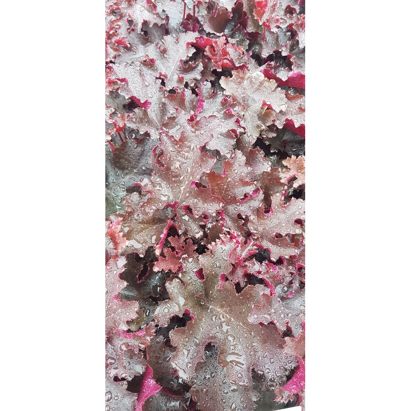 Heuchera Black Beauty – 2 Litre Plant