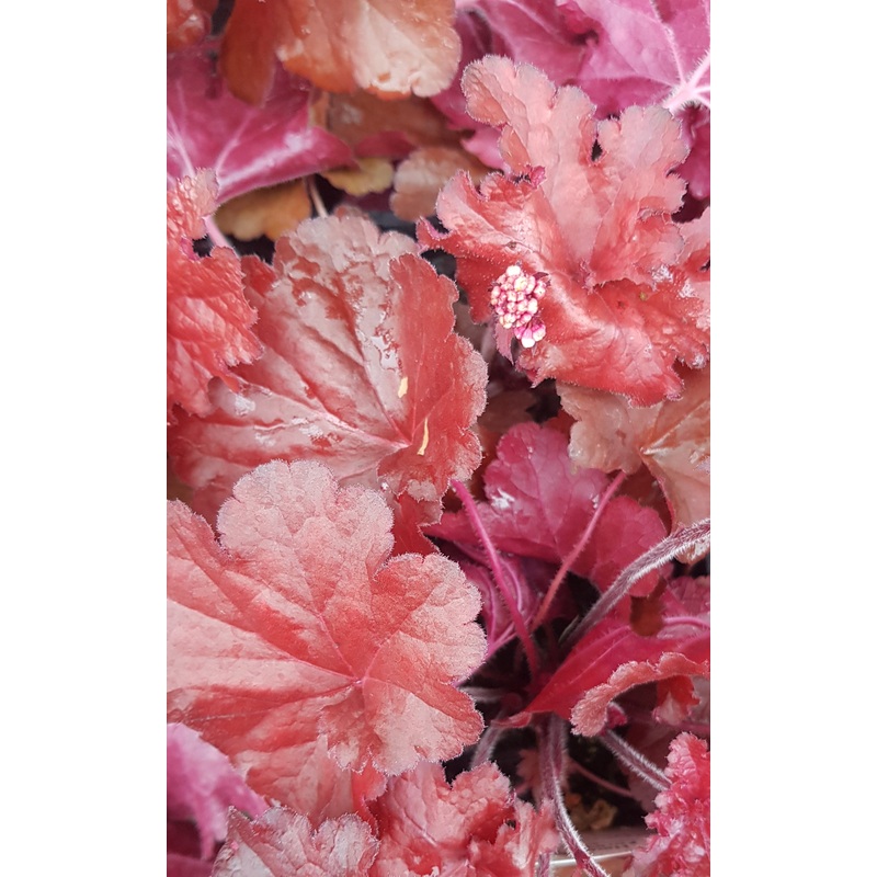 Heuchera Forever Red – 2 Litre Plant
