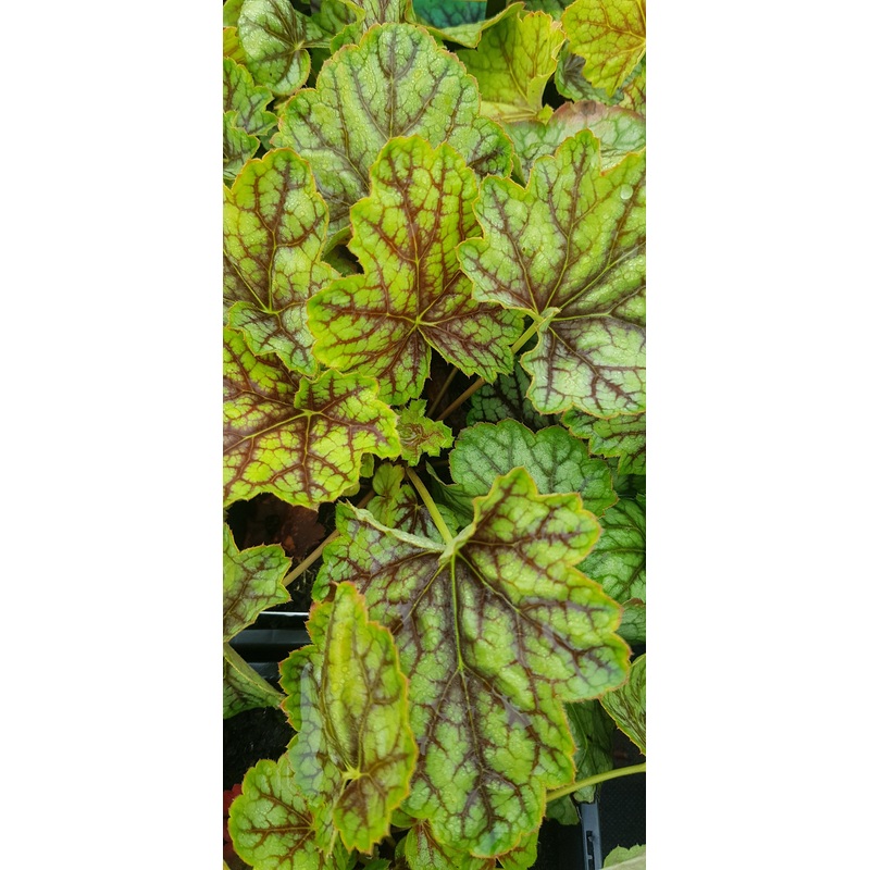 Heuchera Green Spice – 2 Litre Plant