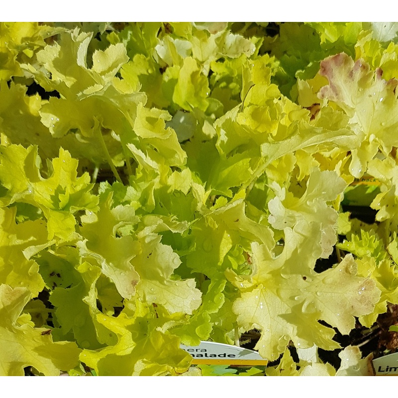 Heuchera Lime Marmalade – 2 Litre Plant