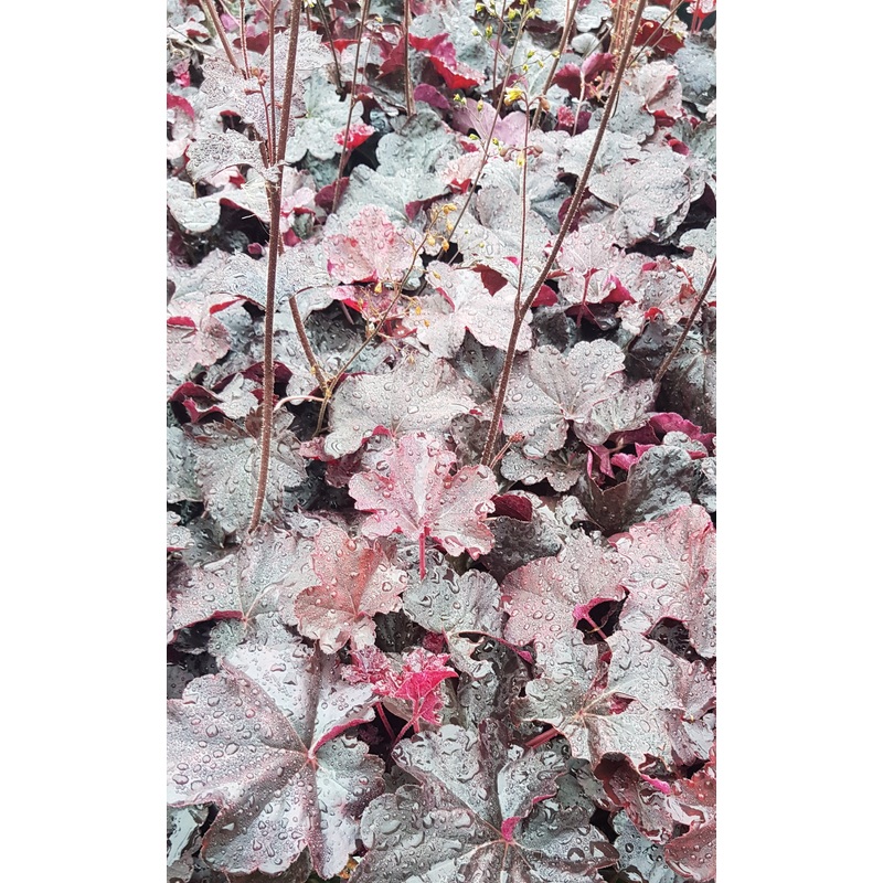 Heuchera Obsidian – 2 Litre Plant
