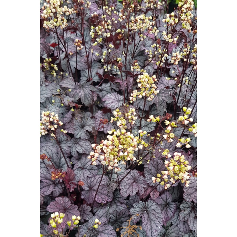 Heuchera Shanghai – 2 Litre Plant