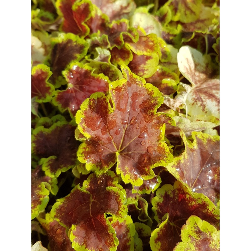Heucherella Solar Eclipse – 1 Litre Plant