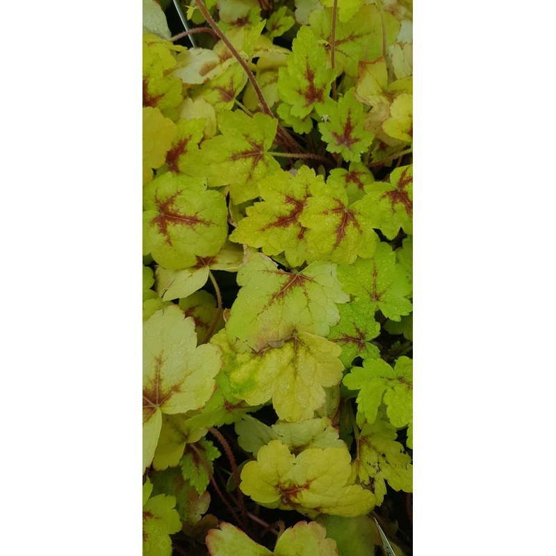 Heucherella Stoplight – 1 Litre Plant