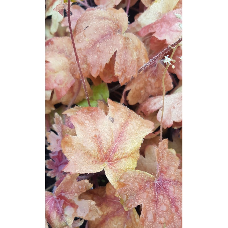 Heucherella Sweet Tea – 1 Litre Plant