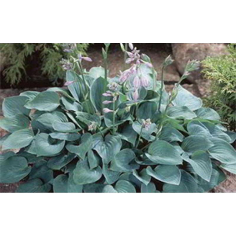 Hosta Blue Cadet (Size – Small) – 2 Litre Pot