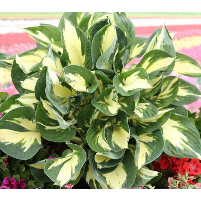 Hosta Colored Hulk (Size – Medium) – 2 Litre Pot