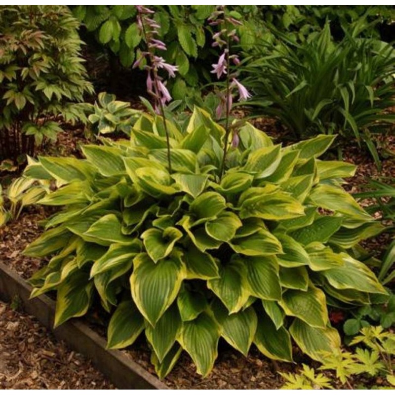 Hosta Don Stevens (Size – Medium) – 2 Litre Pot
