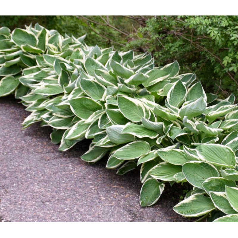 Hosta Francee (Size – Medium) – 2 Litre Pot