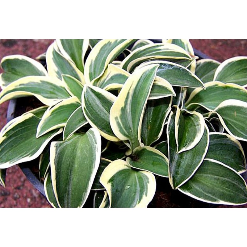 Hosta Funny Mouse (Size – Small) – 2 Litre Pot