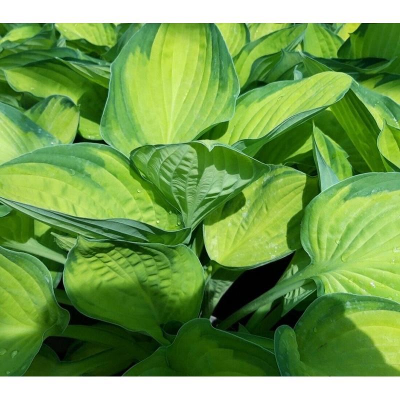 Hosta Gold Standard (Size – Medium) – 2 Litre Pot