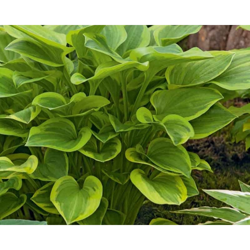 Hosta Golden Tiara (Size – Small) – 2 Litre Pot