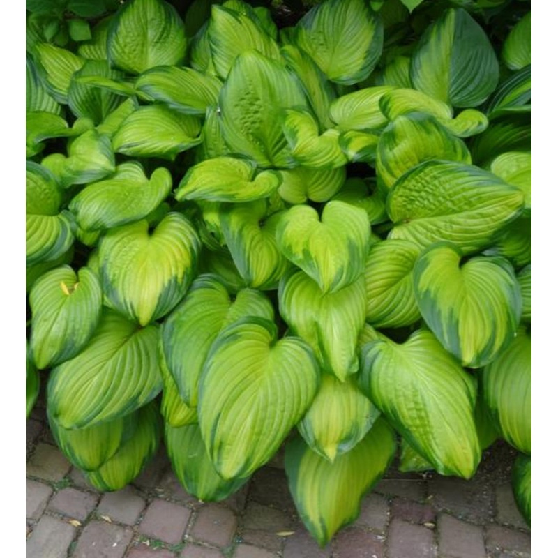 Hosta Guacamole (Size – Large) – 2 Litre Pot