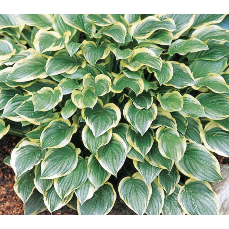 Hosta So Sweet (Size – Medium) – 2 Litre Pot