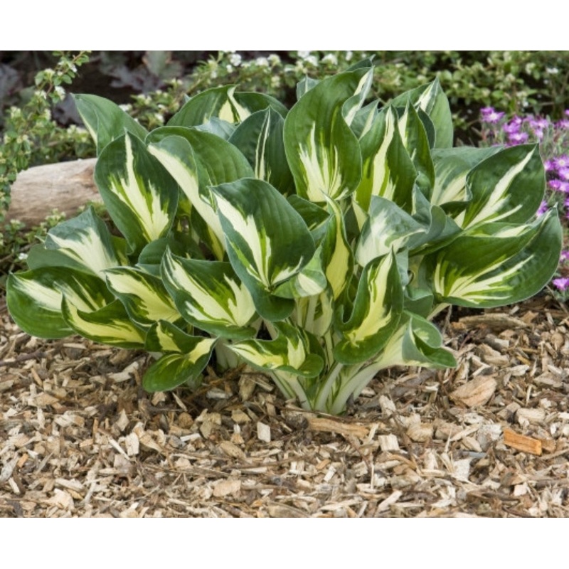 Hosta Sting (Size – Medium) – 2 Litre Pot