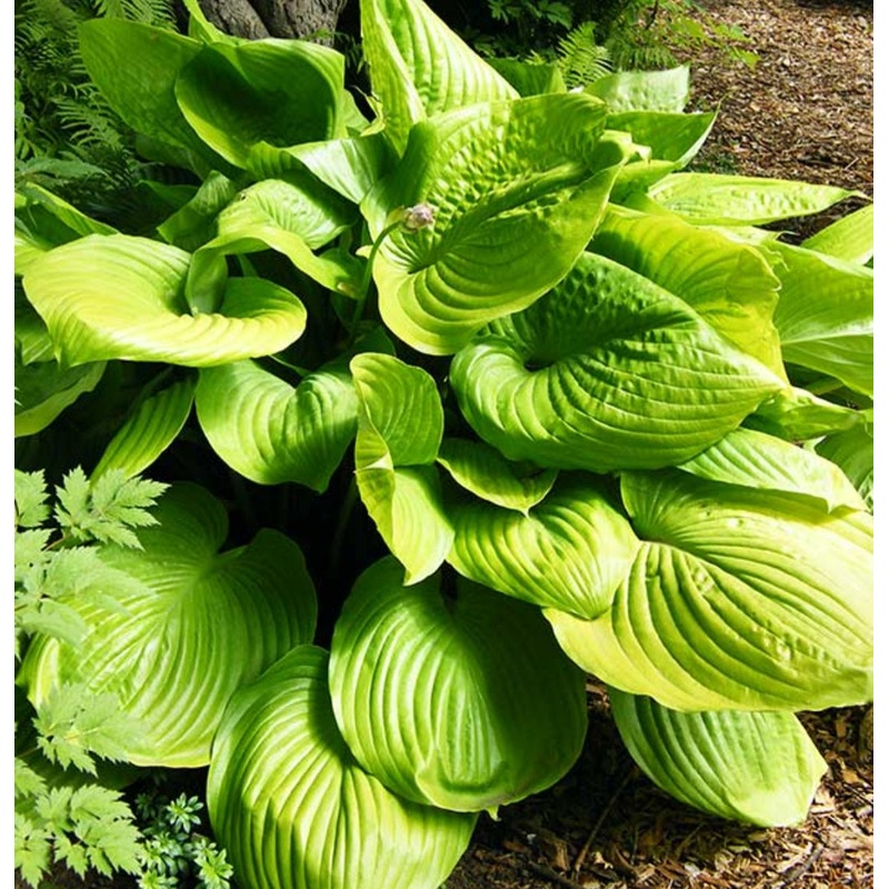 Hosta Sum and Substance (Size – Large) – 2 Litre Pot