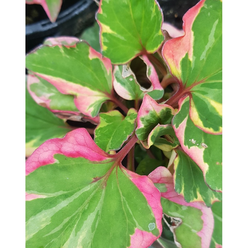 Houttuynia Chameleon – 1 Litre Plant