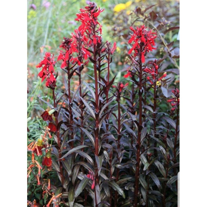 Lobelia Queen Victoria (Cardinal Flower) – 1 Litre Pot