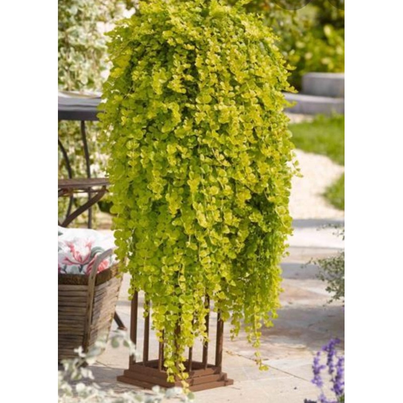 Lysimachia Goldilocks – 10.5cm Pot