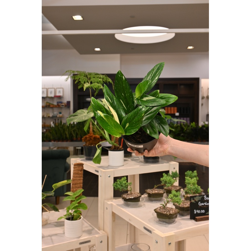 Monstera Standleyana Albo|6″