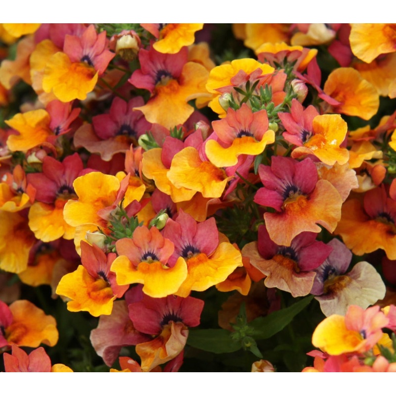 Nemesia Lyric Copper – 10.5cm