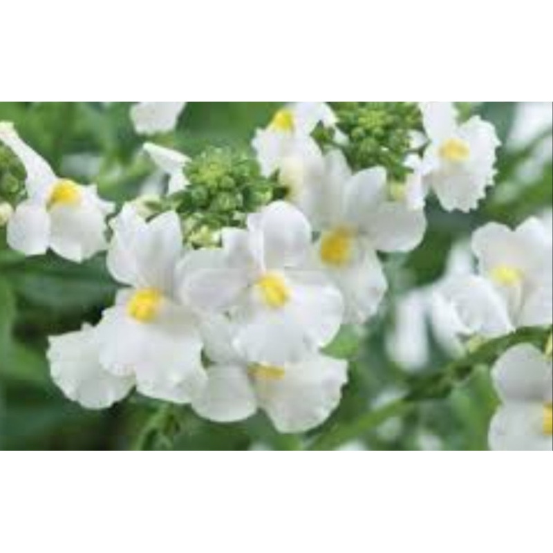 Nemesia White – 10.5cm Pot