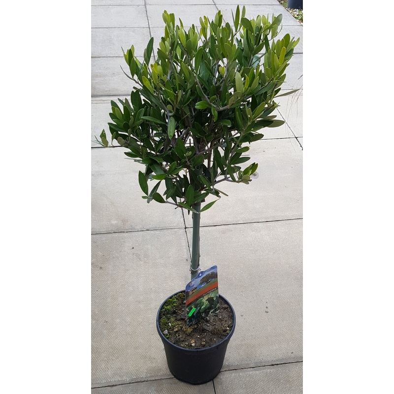 Olive – Mini Standard