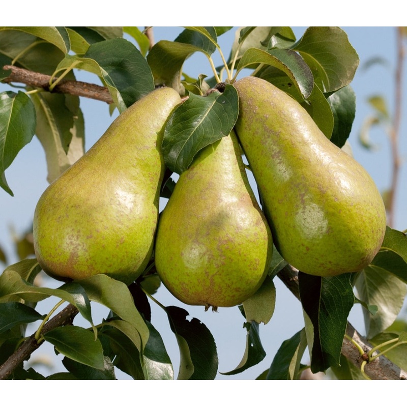 Pear Concorde Tree – 10 Litre Pot