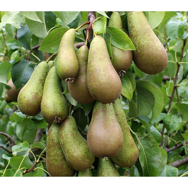 Pear Conference Tree – 12 Litre Pot