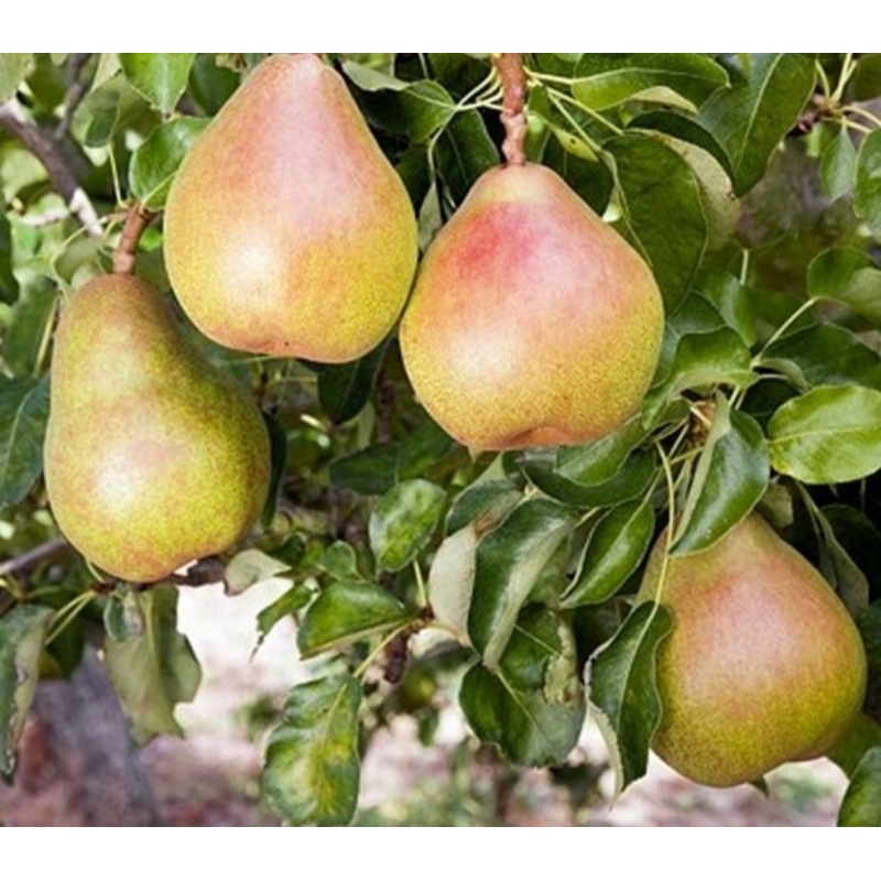 Pear Doyenne Du Comice Tree – 10 Litre Pot