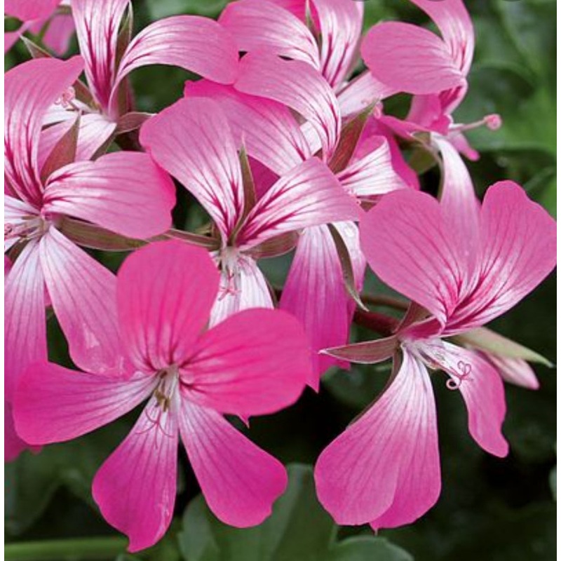 Pelargonium Decora Bicolor (Trailing Habit) – 10.5cm Pot