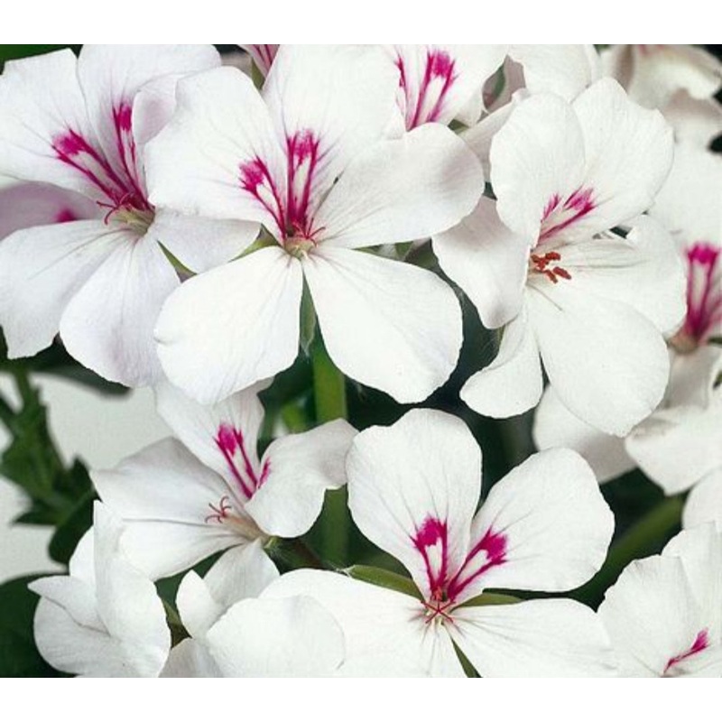 Pelargonium Gerainbow White (Trailing Habit) – 10.5cm Pot
