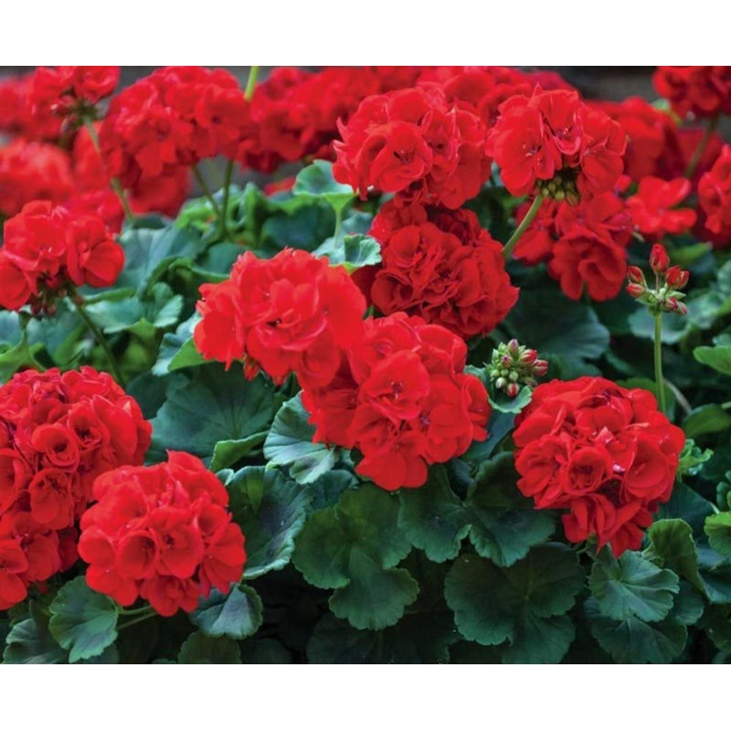 Pelargonium Grandeur Classic Bright Red (Upright Habit) – 10.5cm Pot